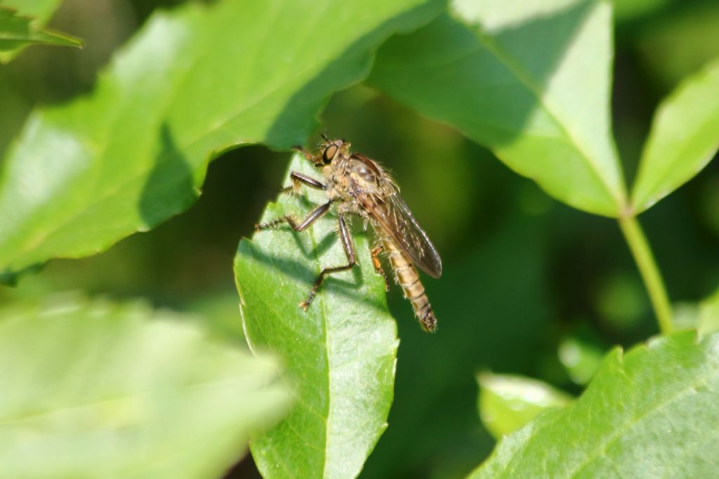 Maschio Asilidae s.f. Asilinae trib Asilini